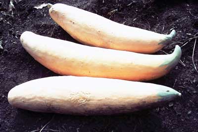 North Georgia Candy Roaster SQUASH, WINTER 28 g North Georgia Candy Roaster SQUASH, WINTER 28 g