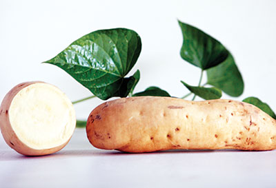 O'Henry Sweet Potato 6 Slips O'Henry Sweet Potato 6 Slips