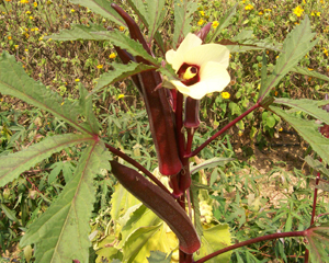 Burgundy OKRA 5 g Burgundy OKRA 5 g