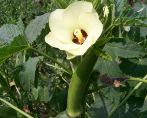 Choppee OKRA 5 g Choppee OKRA 5 g