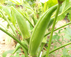 Clemson Spineless OKRA 28 g Clemson Spineless OKRA 28 g