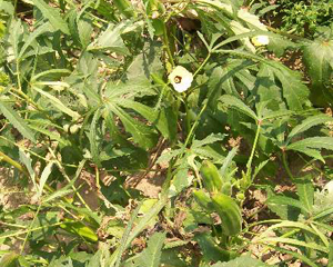 Fife Creek Cowhorn OKRA 28 g Fife Creek Cowhorn OKRA 28 g