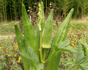 Jimmy T's OKRA 5 g Jimmy T's OKRA 5 g