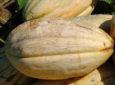 Old Time Tennessee MUSKMELON 2 g Old Time Tennessee MUSKMELON 2 g