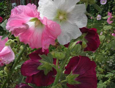 Outhouse Hollyhock Outhouse Hollyhock