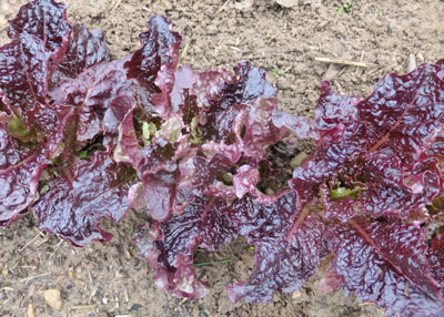 Outredgeous Romaine Lettuce 0.5 g Outredgeous Romaine Lettuce 0.5 g