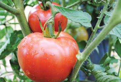 Ozark Pink VF TOMATO 0.16 g Ozark Pink VF TOMATO 0.16 g