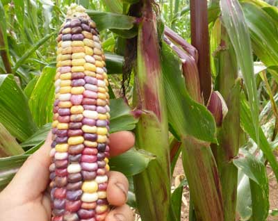 Painted Hill Sweet Corn 28g Painted Hill Sweet Corn 28g