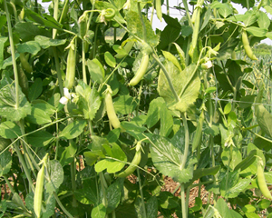 Sugar Snap PEA, SNAP (TALL) 28 g Sugar Snap PEA, SNAP (TALL) 28 g