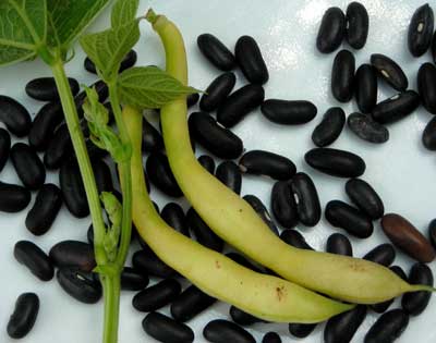 Pencil Pod Black Wax Snap Bean (Bush) 28g Pencil Pod Black Wax Snap Bean (Bush) 28g