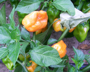 Habanero PEPPER, HOT 0.25 g Habanero PEPPER, HOT 0.25 g
