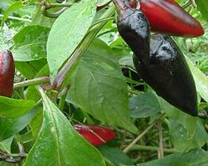Royal Black PEPPER, HOT 0.25 g Royal Black PEPPER, HOT 0.25 g