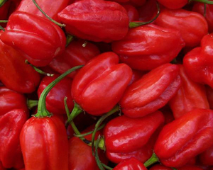 Aji Dulce PEPPER, SPICE 0.25 g Aji Dulce PEPPER, SPICE 0.25 g