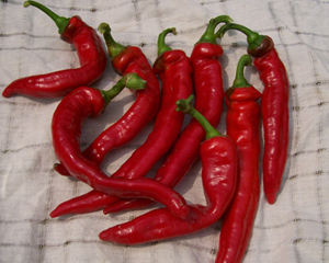 Jimmy Nardello's Italian PEPPER, SWEET/DRYING 0.5 g Jimmy Nardello's Italian PEPPER, SWEET/DRYING 0.5 g