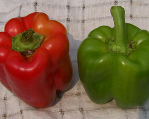 Keystone Resistant Giant PEPPER, BELL (SWEET) 0.5 g Keystone Resistant Giant PEPPER, BELL (SWEET) 0.5 g