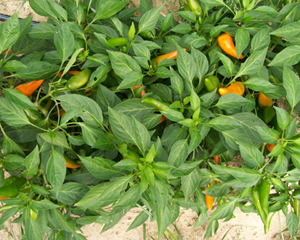 Tequila Sunrise PEPPER, FRYING 0.5 g Tequila Sunrise PEPPER, FRYING 0.5 g