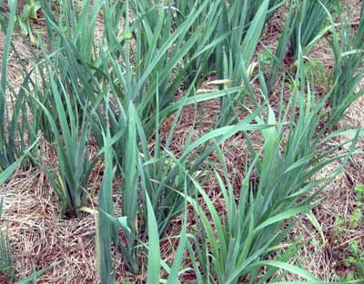 Perennial Leek (Oepri, Perlzwiebel) 2 oz.