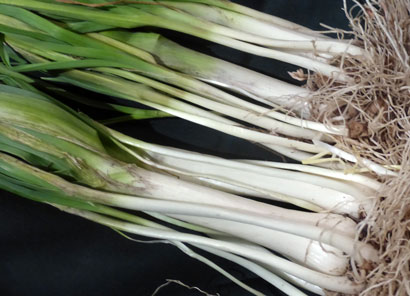 Perennial Leek (Oepri, Perlzwiebel) Plants Perennial Leek (Oepri, Perlzwiebel) Plants