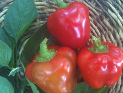 Perfection (True Heart) PEPPER, FRYING 0.5 g Perfection (True Heart) PEPPER, FRYING 0.5 g