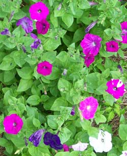 Petunia, Balcony FLOWER 0.05 g Petunia, Balcony FLOWER 0.05 g