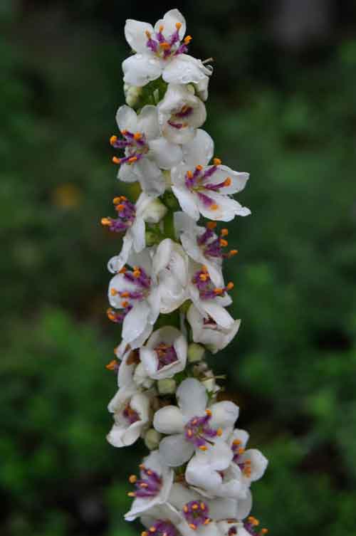 Phoenician Mullein (Nettle Leafed Mullein) FLOWER 0.05 g Phoenician Mullein (Nettle Leafed Mullein) FLOWER 0.05 g