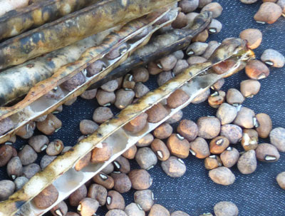 Piggott Pea Southern Pea (Cowpea) 28 g Piggott Pea Southern Pea (Cowpea) 28 g