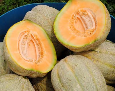 Pike MUSKMELON 2 g Pike MUSKMELON 2 g