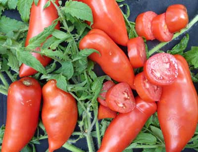 Pittman Valley Plum TOMATO 0.08 g Pittman Valley Plum TOMATO 0.08 g