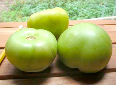 Plaza Latina Giant TOMATILLO 0.09g Plaza Latina Giant TOMATILLO 0.09g