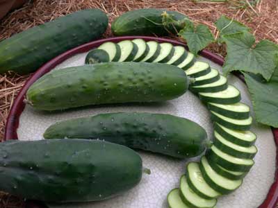 Poinsett 76 Cucumber 2 g Poinsett 76 Cucumber 2 g
