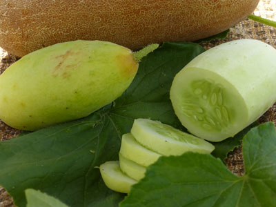 Poona Kheera CUCUMBER 2 g Poona Kheera CUCUMBER 2 g