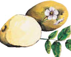 King Harry Seed Potato, 1 lb King Harry Seed Potato, 1 lb