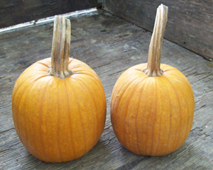 Small Sugar PUMPKIN 28 g Small Sugar PUMPKIN 28 g