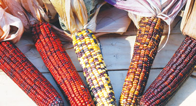 Pungo Creek Butcher CORN, DENT 42 g Pungo Creek Butcher CORN, DENT 42 g