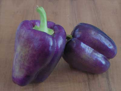 Purple Beauty PEPPER, BELL (SWEET) 0.5 g Purple Beauty PEPPER, BELL (SWEET) 0.5 g