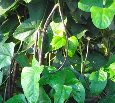 Purple-Podded Asparagus (Yardlong, Yard Long) Bean 7g