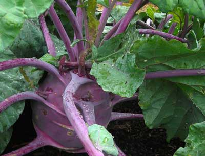 Early Purple Vienna KOHLRABI 28 g Early Purple Vienna KOHLRABI 28 g