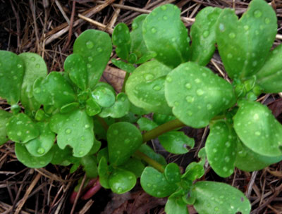 Purslane, Golden - Herb (Greens) 0.15g Purslane, Golden - Herb (Greens) 0.15g