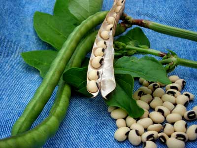 Queen Anne Blackeye Pea Southern Pea (Cowpea) 28 g Queen Anne Blackeye Pea Southern Pea (Cowpea) 28 g