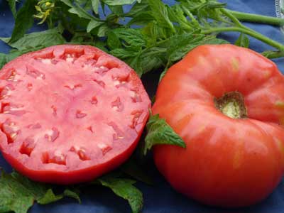 Mortgage Lifter, Radiator Charlie's TOMATO 0.16 g Mortgage Lifter, Radiator Charlie's TOMATO 0.16 g