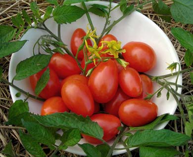 Red Pisa Date TOMATO, CHERRY 0.08 g Red Pisa Date TOMATO, CHERRY 0.08 g