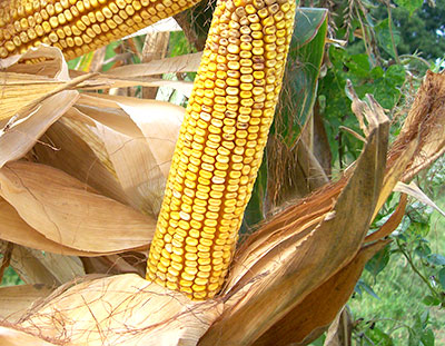Reid's Yellow Dent CORN, DENT 42 g Reid's Yellow Dent CORN, DENT 42 g