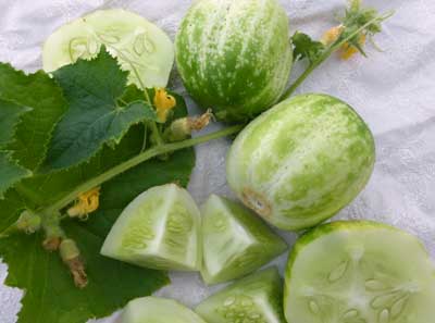 Richmond Green Apple Pickling Cucumber 2g Richmond Green Apple Pickling Cucumber 2g