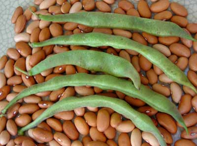 Romano 14 Snap Bean (Bush) 28g Romano 14 Snap Bean (Bush) 28g