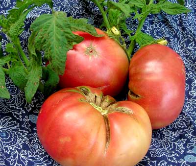 Rosella Purple TOMATO 0.16 g Rosella Purple TOMATO 0.16 g