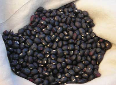 Rouge et Noir (Red and Black) Southern Pea (Cowpea) 28 g Rouge et Noir (Red and Black) Southern Pea (Cowpea) 28 g