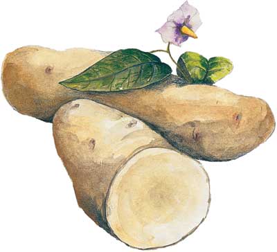 Russian Banana Fingerling Seed Potato, 1 lb Russian Banana Fingerling Seed Potato, 1 lb