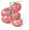 Rutgers (Original Strain) TOMATO 0.16 g Rutgers (Original Strain) TOMATO 0.16 g
