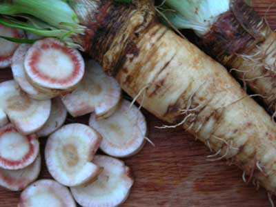 Sandwich Island Mammoth SALSIFY 3g