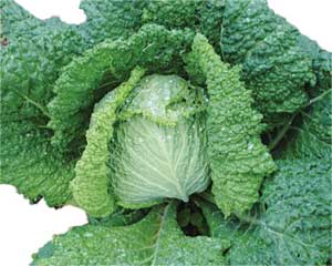 Savoy Perfection CABBAGE 2 g Savoy Perfection CABBAGE 2 g